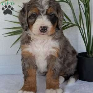 Bluey, Mini Bernedoodle Puppy