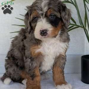 Bluey, Mini Bernedoodle Puppy