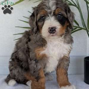 Bluey, Mini Bernedoodle Puppy