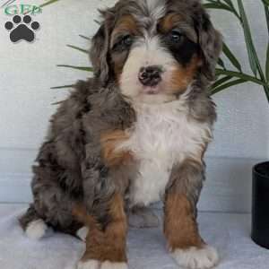 Bluey, Mini Bernedoodle Puppy