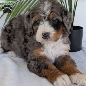 Bluey, Mini Bernedoodle Puppy