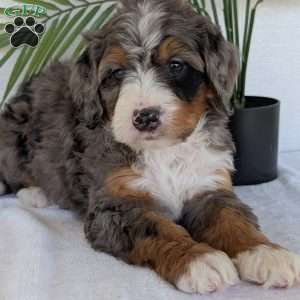 Bluey, Mini Bernedoodle Puppy