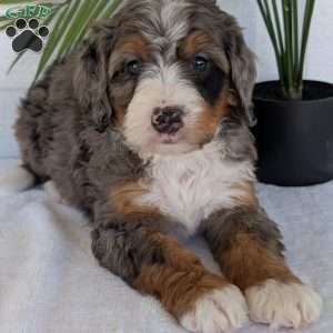 Bluey, Mini Bernedoodle Puppy