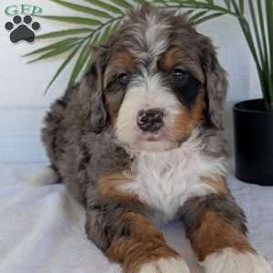 Bluey, Mini Bernedoodle Puppy