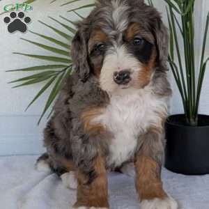 Bluey, Mini Bernedoodle Puppy