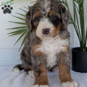 Bluey, Mini Bernedoodle Puppy