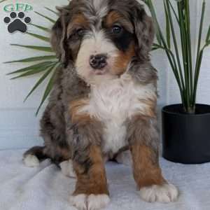 Bluey, Mini Bernedoodle Puppy