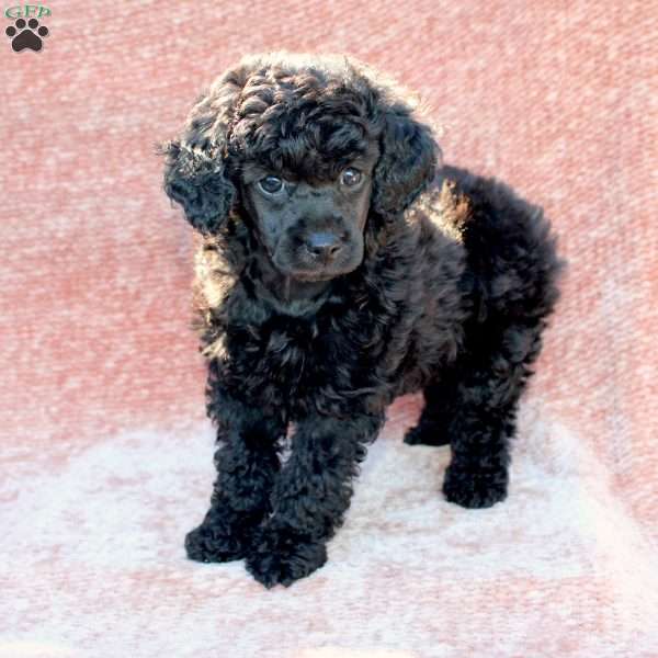 Rosie, Toy Poodle Puppy