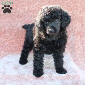 Rosie, Toy Poodle Puppy