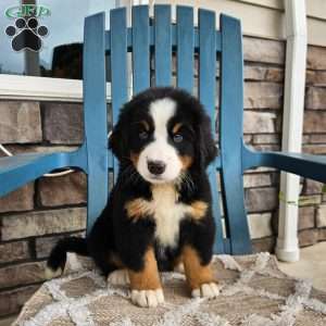 Casey, Bernese Mountain Dog Puppy