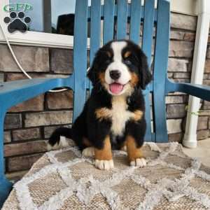 Casey, Bernese Mountain Dog Puppy