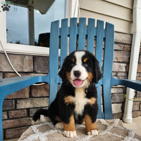 Casey, Bernese Mountain Dog Puppy