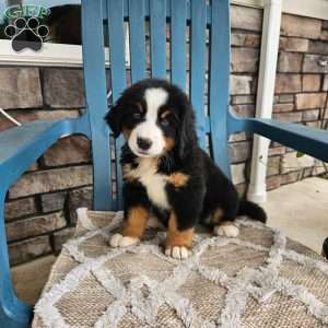 Casey, Bernese Mountain Dog Puppy