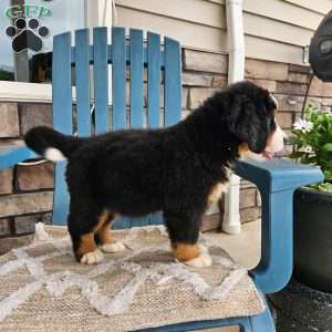 Casey, Bernese Mountain Dog Puppy