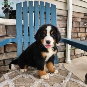 Casey, Bernese Mountain Dog Puppy