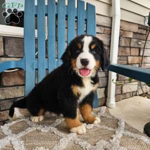 Casey, Bernese Mountain Dog Puppy