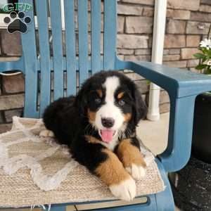 Casey, Bernese Mountain Dog Puppy