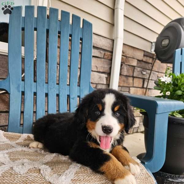 Casey, Bernese Mountain Dog Puppy