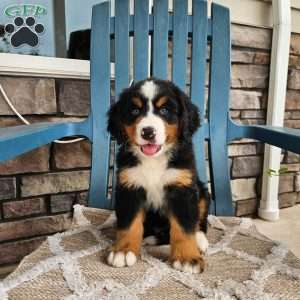 Forrest, Bernese Mountain Dog Puppy