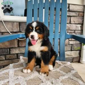 Forrest, Bernese Mountain Dog Puppy