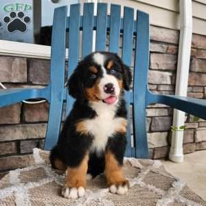 Forrest, Bernese Mountain Dog Puppy