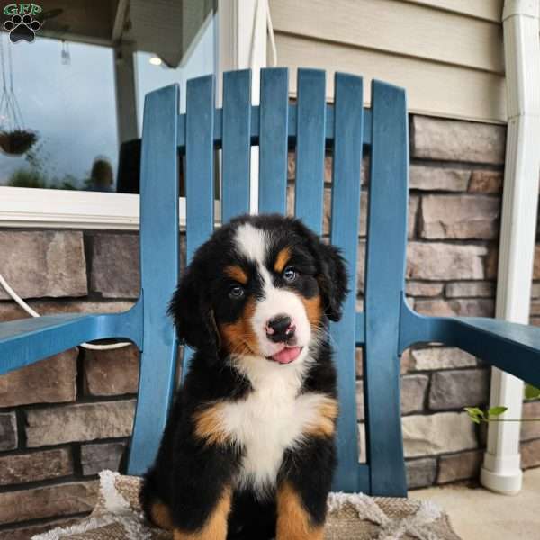 Forrest, Bernese Mountain Dog Puppy