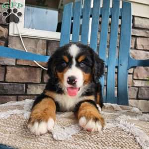 Forrest, Bernese Mountain Dog Puppy