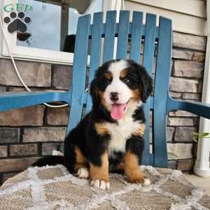 Oscar, Bernese Mountain Dog Puppy