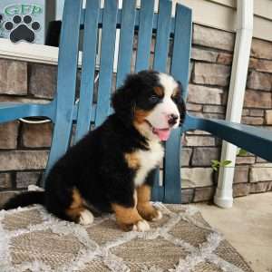 Oscar, Bernese Mountain Dog Puppy