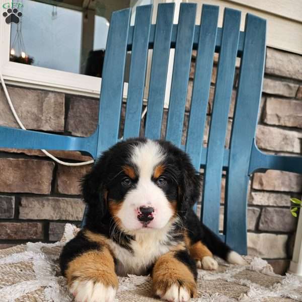 Oscar, Bernese Mountain Dog Puppy