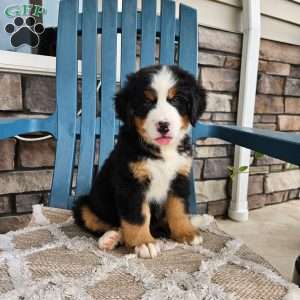Oscar, Bernese Mountain Dog Puppy