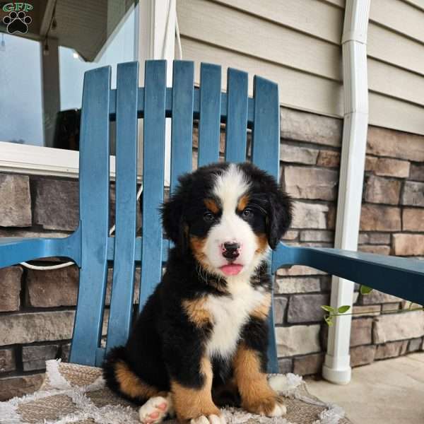 Oscar, Bernese Mountain Dog Puppy