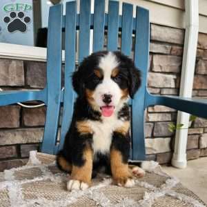 Oscar, Bernese Mountain Dog Puppy