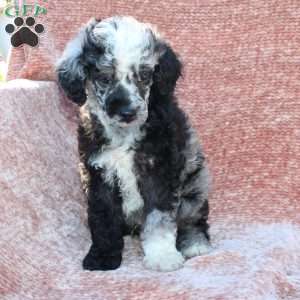 Rocky, Toy Poodle Puppy
