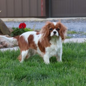 Sylvia Weaver,  Breeder