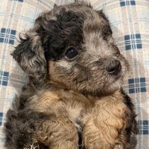 Mina’s Elite Miniature Golden Mountain Doodles,  Breeder
