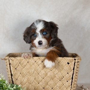 PA Bernedoodles, View Puppies Breeder