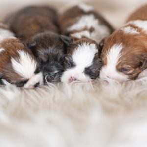 Paw Tale Puppies,  Breeder