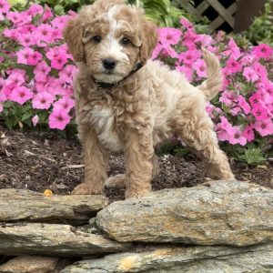 Laurie Cantey,  Breeder
