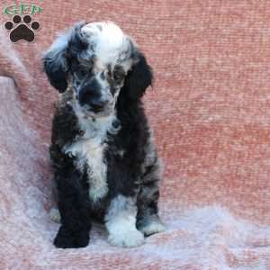 Rocky, Toy Poodle Puppy