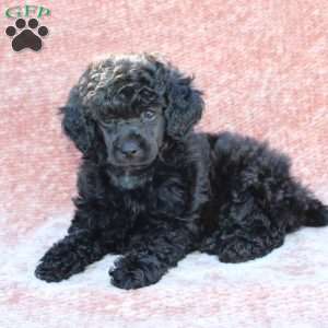 Rosie, Toy Poodle Puppy
