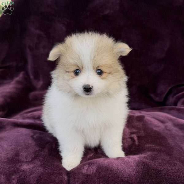 misty, Pomeranian Puppy