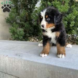 Samson, Bernese Mountain Dog Puppy
