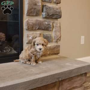 Mel, Maltipoo Puppy