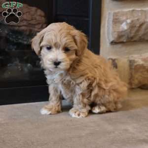 Mel, Maltipoo Puppy
