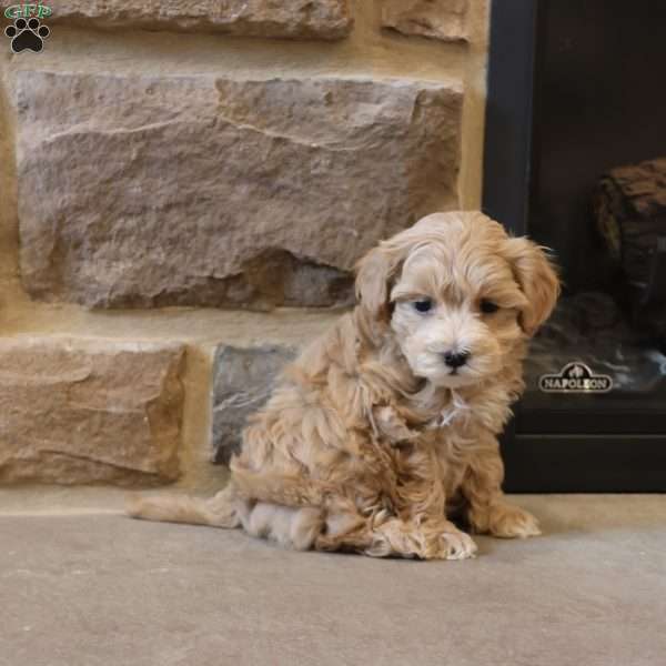 Mel, Maltipoo Puppy