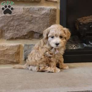 Mel, Maltipoo Puppy