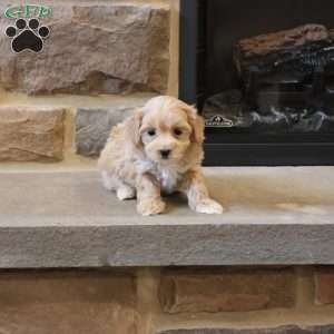 Malinda, Maltipoo Puppy