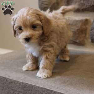 Malinda, Maltipoo Puppy