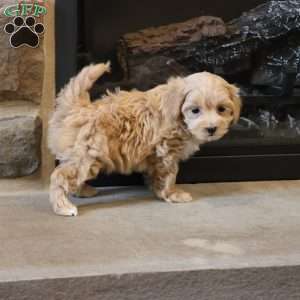 Malinda, Maltipoo Puppy